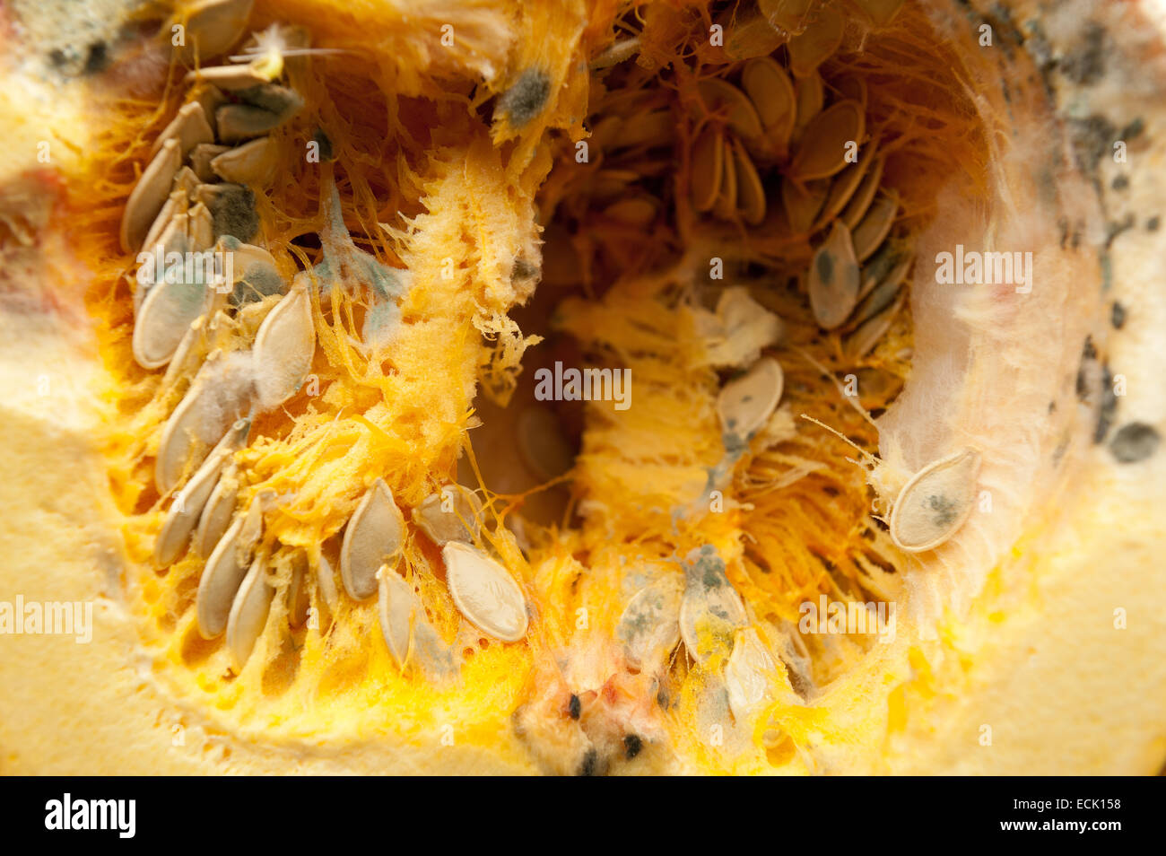 Gleichgewicht Zwischen Wachstum Und Verfall Der Pilze Kurbis Fleisch Zellstoff Mit Pin Schimmel Und Keimenden Samen Mit Faserigen Zeichenfolgen Im Hohlraum Stockfotografie Alamy