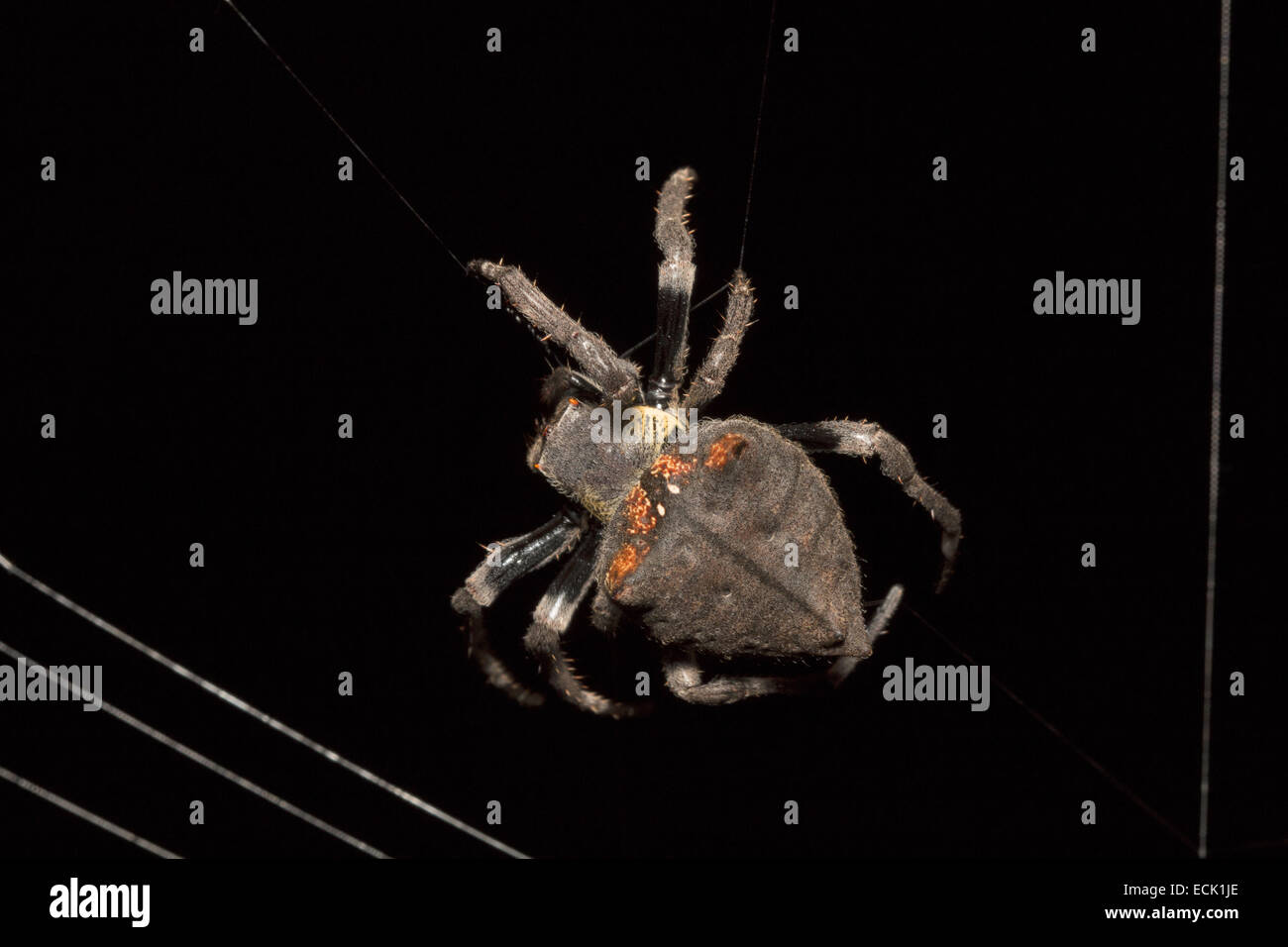 Gemeinsamen Kreuzspinne Parawixia Dehaani Orb Web-Spider Familie: Araneidae, Agumbe, Karnataka, Indien Stockfoto