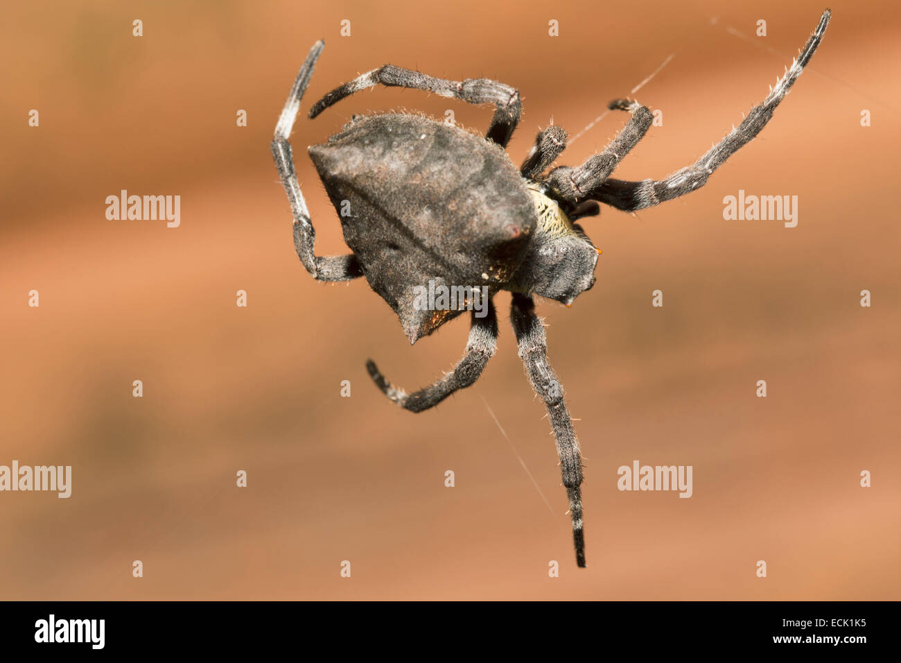 Gemeinsamen Kreuzspinne Parawixia Dehaani Orb Web-Spider Familie: Araneidae, Agumbe, Karnataka, Indien Stockfoto