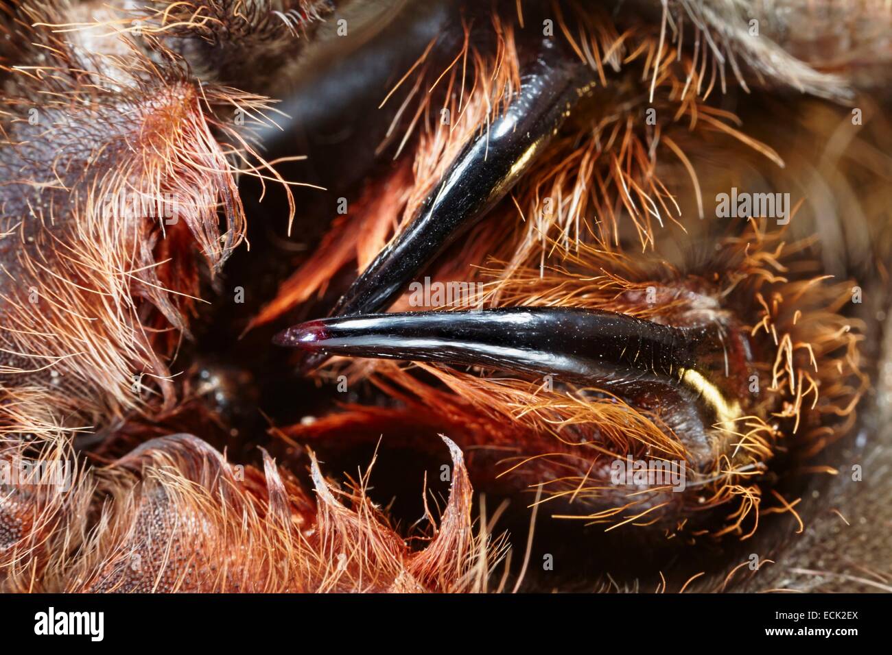 Brachypelma sp Fotos und Bildmaterial in hoher Auflösung Alamy