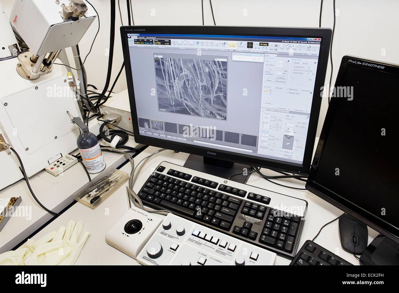 Frankreich, Paris, National Museum of Natural History, Wissenschaftler fotografieren der Spinnentiere mit einem Scanning Electron Microscopy (SEM) Stockfoto