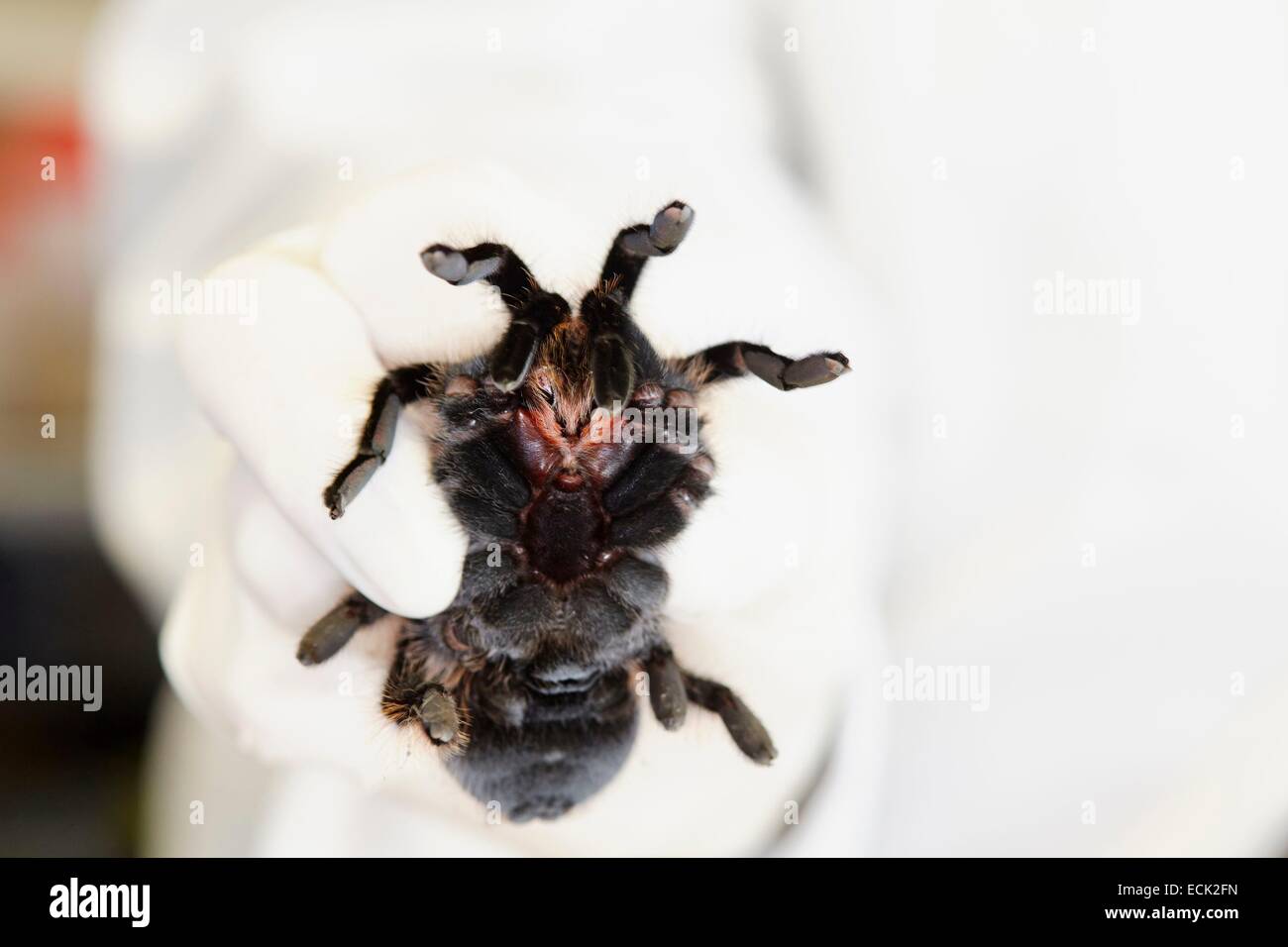 Frankreich, Paris, National Museum of Natural History, Manipulation der Vogelspinne Brachypelma Albopilosum (tritt) Stockfoto