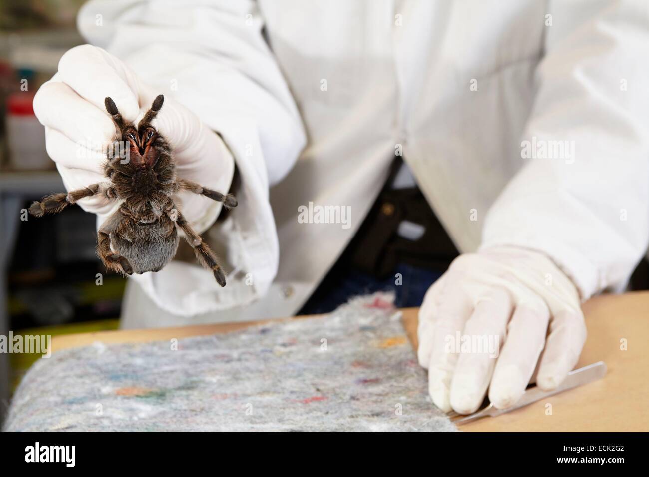 Frankreich, Paris, National Museum of Natural History, Manipulation der Vogelspinne Aphonopelma sp (tritt) Stockfoto