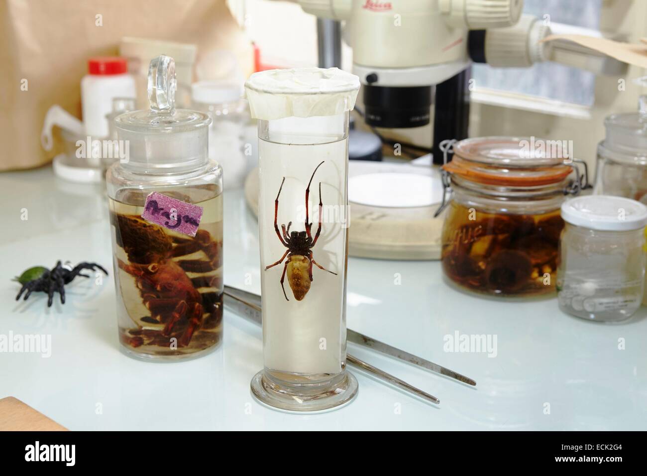Frankreich, Paris, National Museum of Natural History, Sammlung von Spinnen in Alkohol Stockfoto