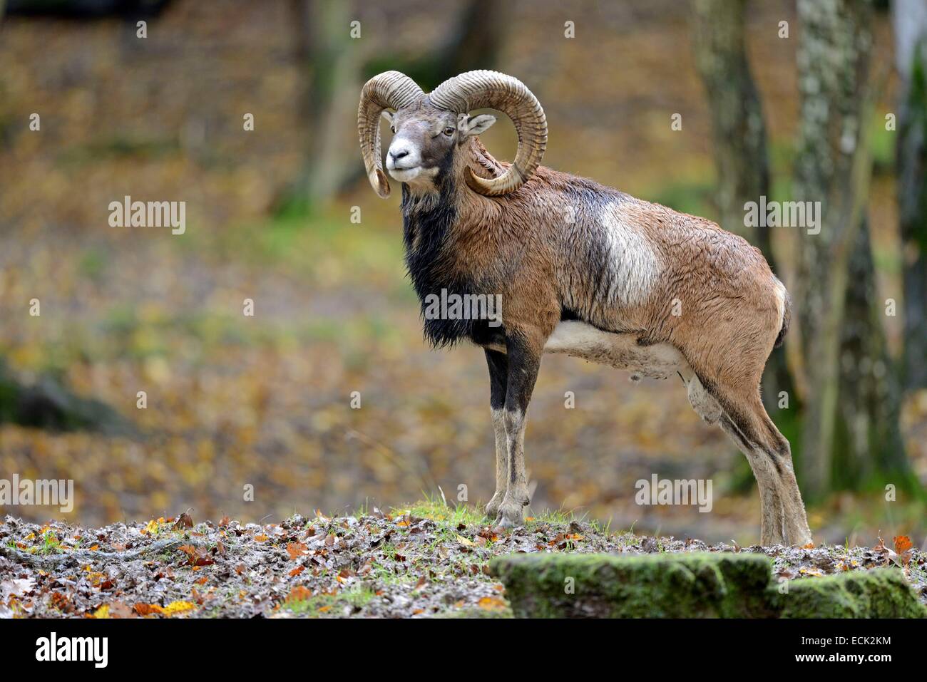 Frankreich, Mosel, Animal Park Saint Croix, Rhodos, korsische Mufflons (Ovis Gmelini Musimon), Männlich Stockfoto