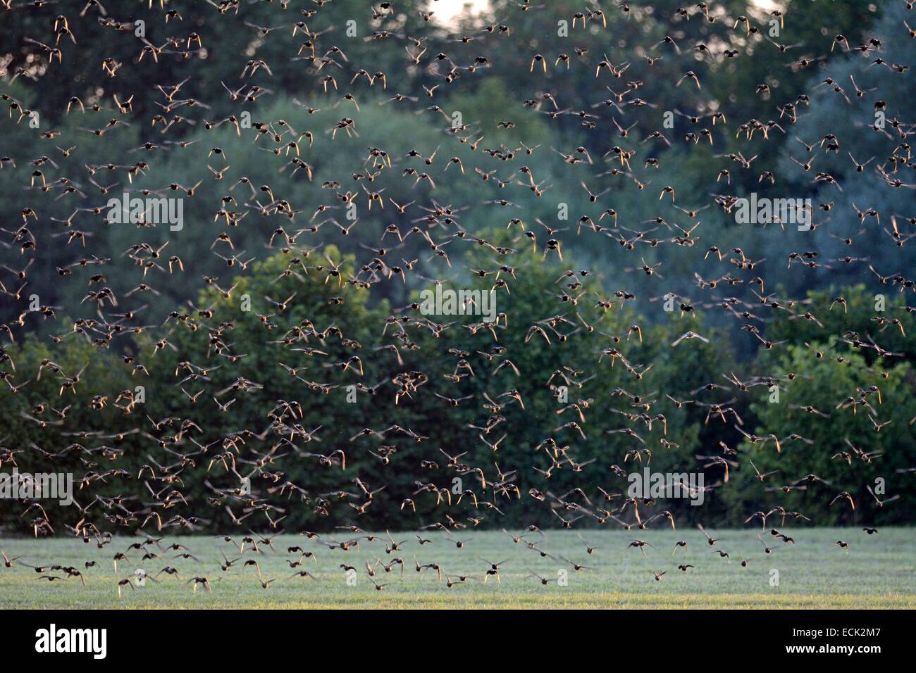 Frankreich, Doubs, Brognard, natürlicher Lebensraum von Allan, Europäische Star (Sturnus Vulgaris), Flug einer Gruppe von Stare gegen das Licht suchen, Essen auf einer gemähten Wiese, Bildung eines Wohnheims für die Nacht Stockfoto