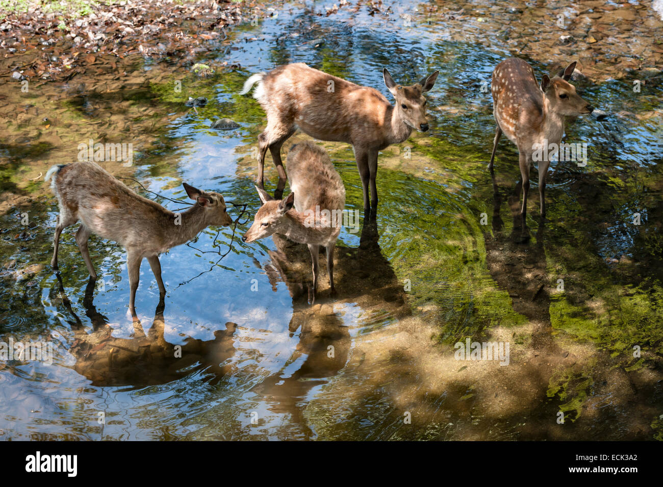 Heilige Sika-Hirsche (cervus nippon), die als göttliche Boten gelten, durchstreifen frei auf dem Gelände des Todai-JI-Tempels in Nara, Japan Stockfoto