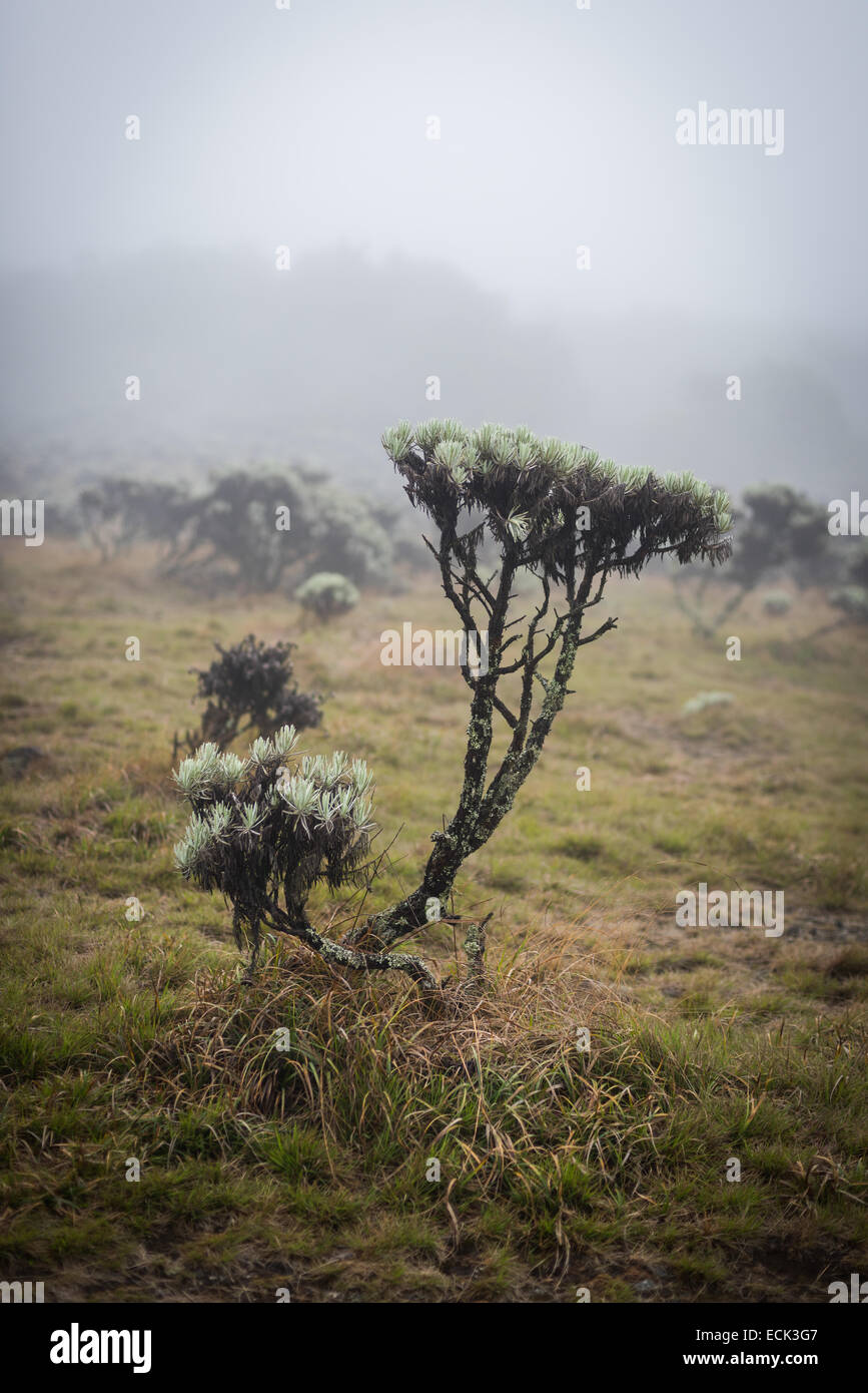 Leontopodium Alpinum (Edelweiss Blumen) im Nationalpark Gede Pangrango. Stockfoto