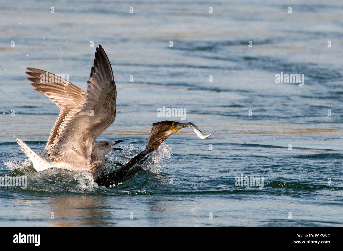 Kormoran (Phalacrocorax Carbo), Angeln, angegriffen durch eine Silbermöwe (Larus Argentatus) Stockfoto