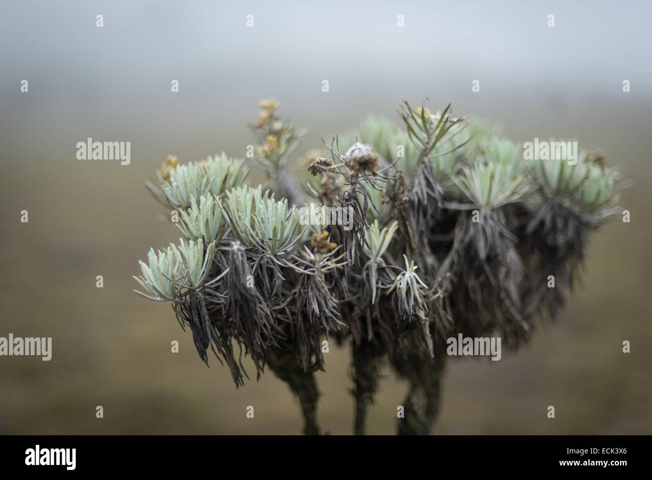 Leontopodium Alpinum (Edelweiss Blumen) im Nationalpark Gede Pangrango. Stockfoto