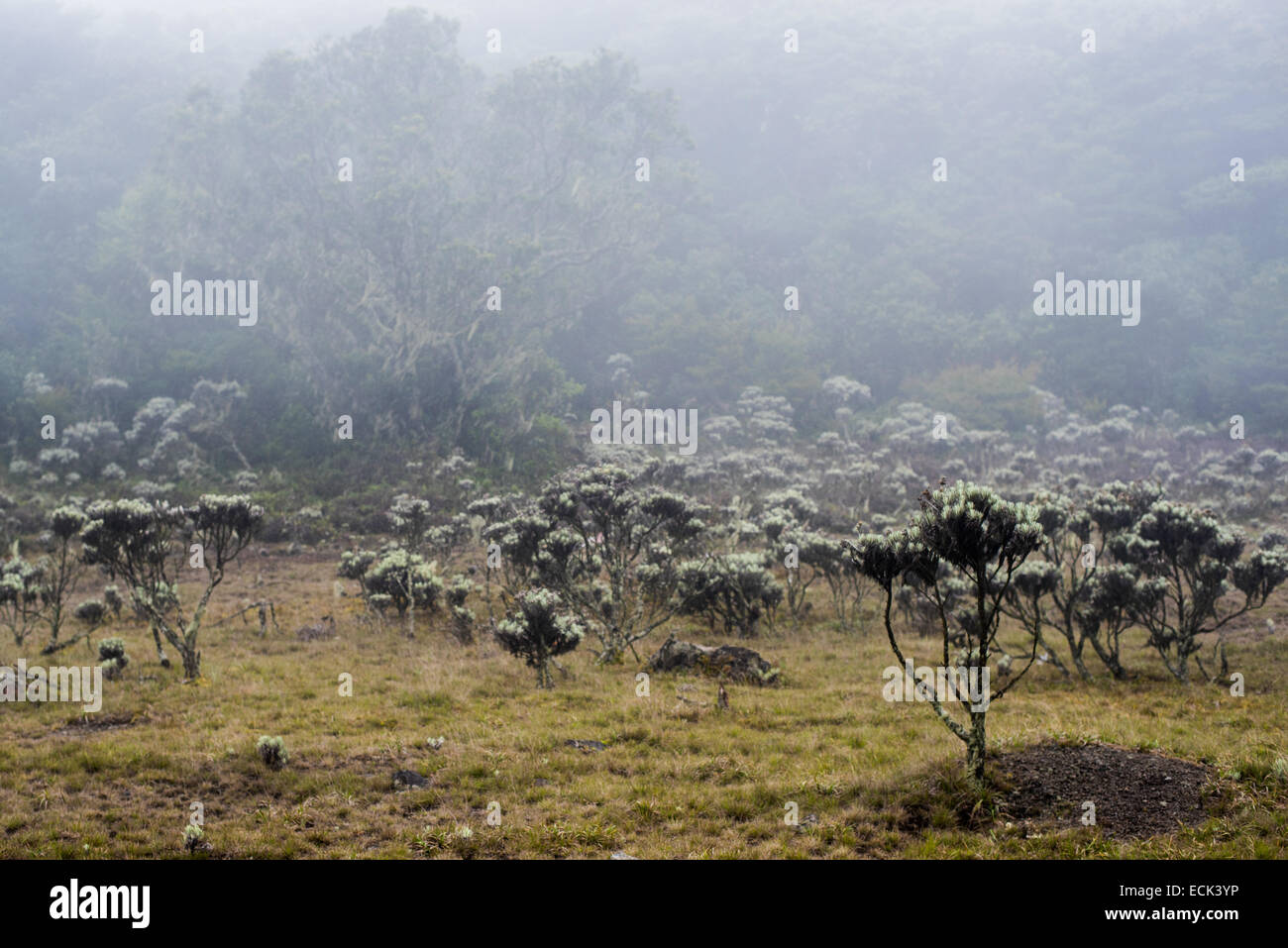 Leontopodium Alpinum (Edelweiss Blumen) im Nationalpark Gede Pangrango. Stockfoto