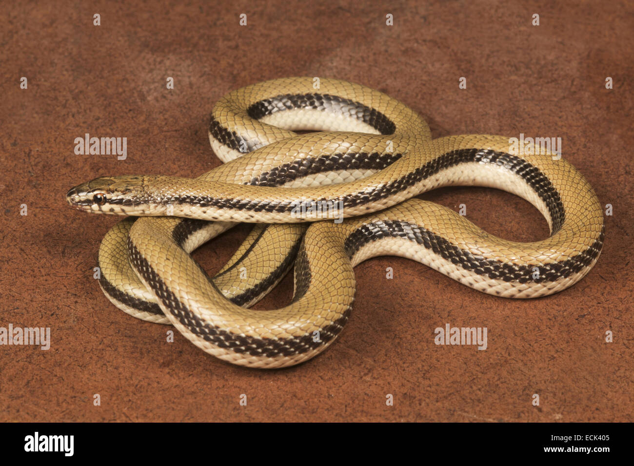 Schlingnatter Coronella SP. Familie: Colubridae, Gujarat, Indien Stockfoto