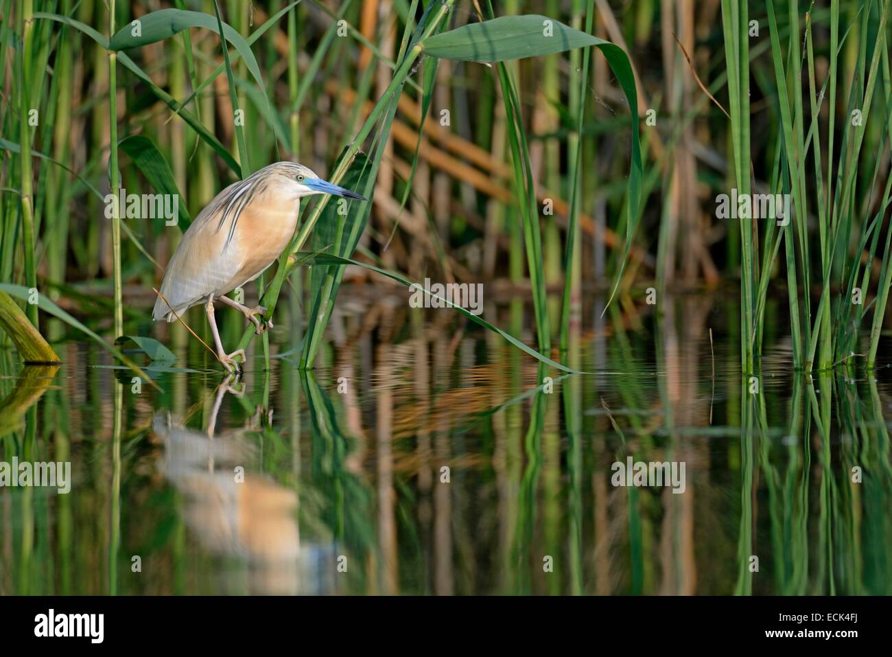 Rumänien, Donaudelta, die als Weltkulturerbe der UNESCO, wie (Ardeola Ralloides) αl aufgeführt "Aff√t Beute gelegen am Rande eines kleinen Kanals in einem Sumpf Stockfoto
