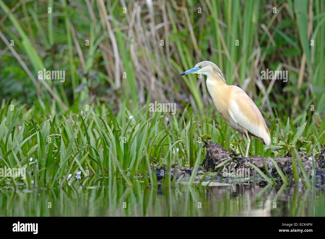 Rumänien, Donau-Delta als Weltkulturerbe der UNESCO aufgeführt, wie (Ardeola Ralloides) auf der Suche nach Beute gelegen am Rande eines kleinen Kanals in einem Sumpf Stockfoto