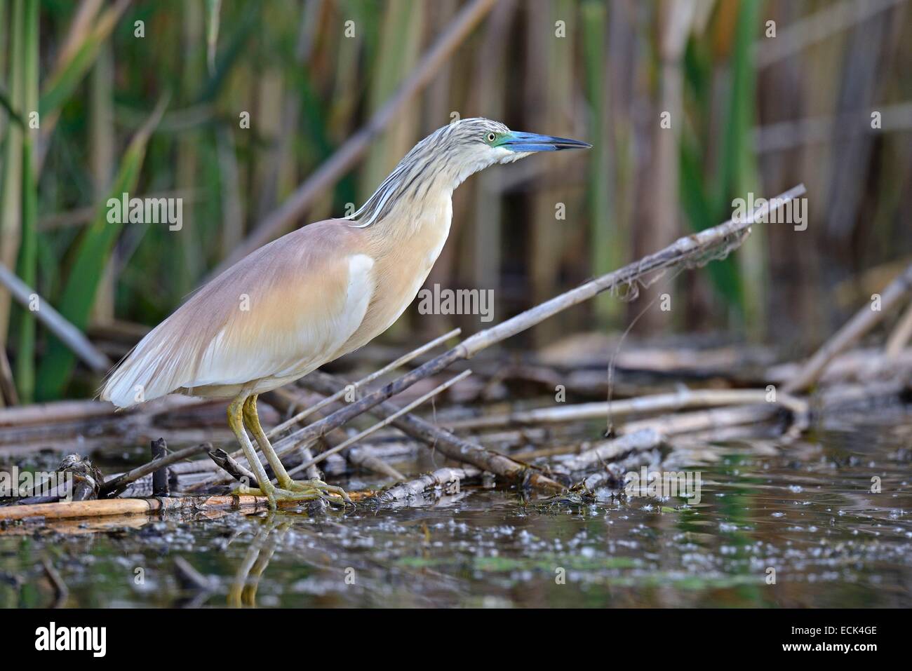 Rumänien, Donau-Delta als Weltkulturerbe der UNESCO aufgeführt, wie (Ardeola Ralloides) auf der Suche nach Beute gelegen am Rande eines kleinen Kanals in einem Sumpf Stockfoto