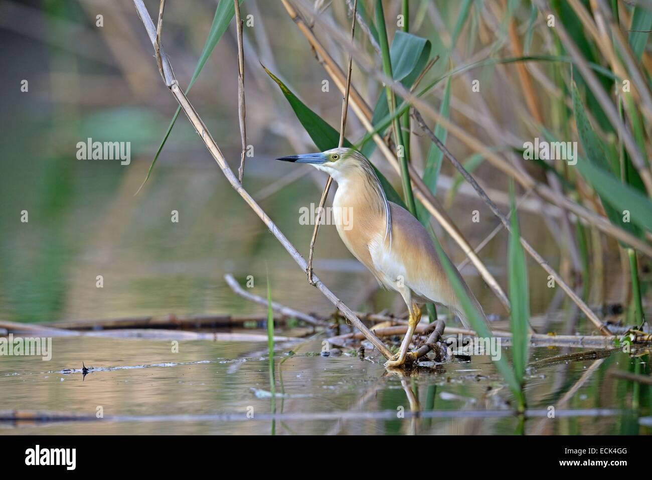 Rumänien, Donau-Delta als Weltkulturerbe der UNESCO aufgeführt, wie (Ardeola Ralloides) auf der Suche nach Beute gelegen am Rande eines kleinen Kanals in einem Sumpf Stockfoto