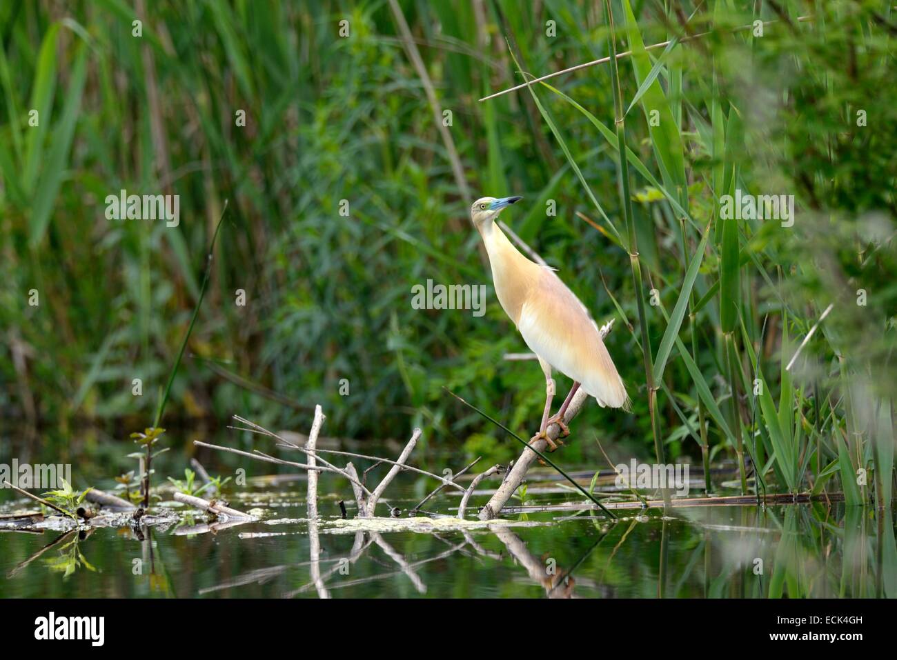 Rumänien, Donau-Delta als Weltkulturerbe der UNESCO aufgeführt, wie (Ardeola Ralloides) auf der Suche nach Beute gelegen am Rande eines kleinen Kanals in einem Sumpf Stockfoto