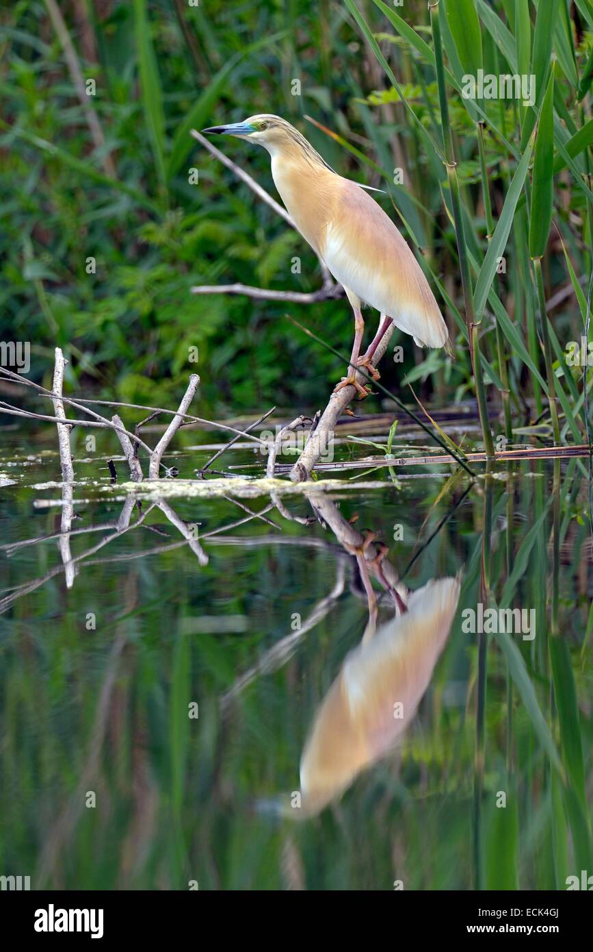 Rumänien, Donau-Delta als Weltkulturerbe der UNESCO aufgeführt, wie (Ardeola Ralloides) auf der Suche nach Beute gelegen am Rande eines kleinen Kanals in einem Sumpf Stockfoto