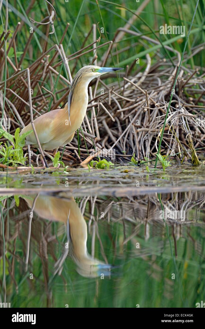 Rumänien, Donau-Delta als Weltkulturerbe der UNESCO aufgeführt, wie (Ardeola Ralloides) auf der Suche nach Beute gelegen am Rande eines kleinen Kanals in einem Sumpf Stockfoto