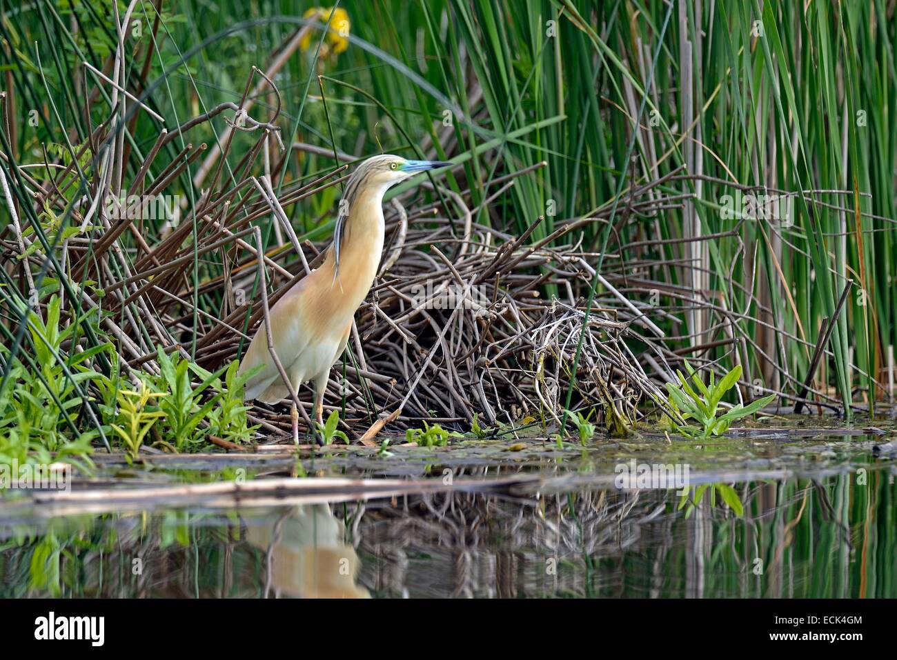 Rumänien, Donau-Delta als Weltkulturerbe der UNESCO aufgeführt, wie (Ardeola Ralloides) auf der Suche nach Beute gelegen am Rande eines kleinen Kanals in einem Sumpf Stockfoto