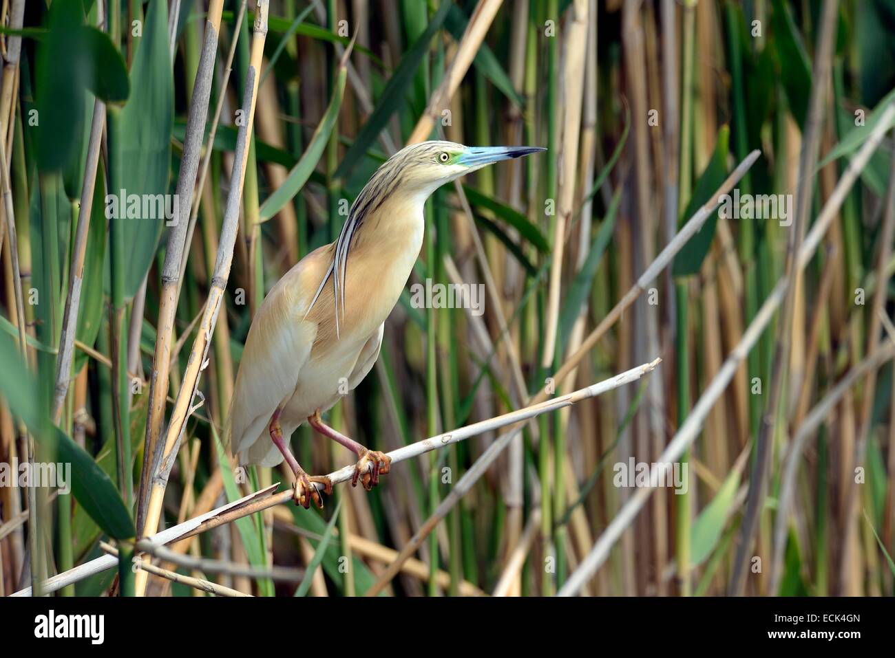 Rumänien, Donau-Delta als Weltkulturerbe der UNESCO aufgeführt, wie (Ardeola Ralloides) auf der Suche nach Beute gelegen am Rande eines kleinen Kanals in einem Sumpf Stockfoto