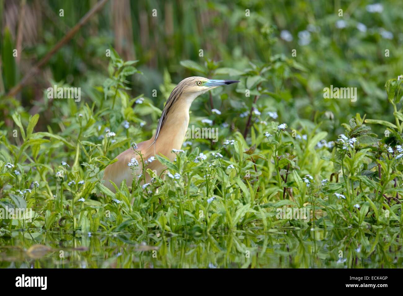 Rumänien, Donau-Delta als Weltkulturerbe der UNESCO aufgeführt, wie (Ardeola Ralloides) auf der Suche nach Beute gelegen am Rande eines kleinen Kanals in einem Sumpf Stockfoto