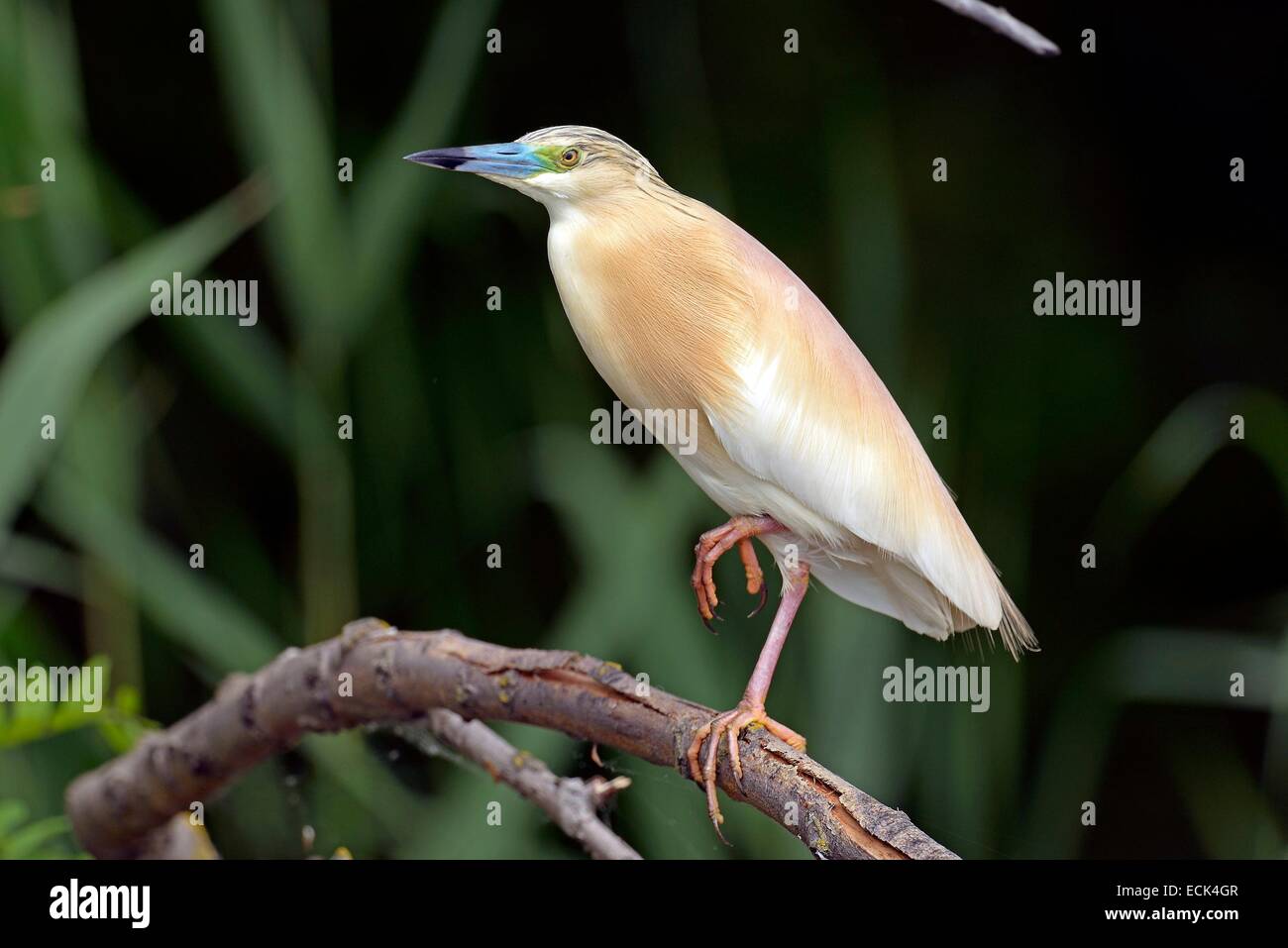 Rumänien, Donau-Delta als Weltkulturerbe der UNESCO aufgeführt, wie (Ardeola Ralloides) auf der Suche nach Beute gelegen am Rande eines kleinen Kanals in einem Sumpf Stockfoto