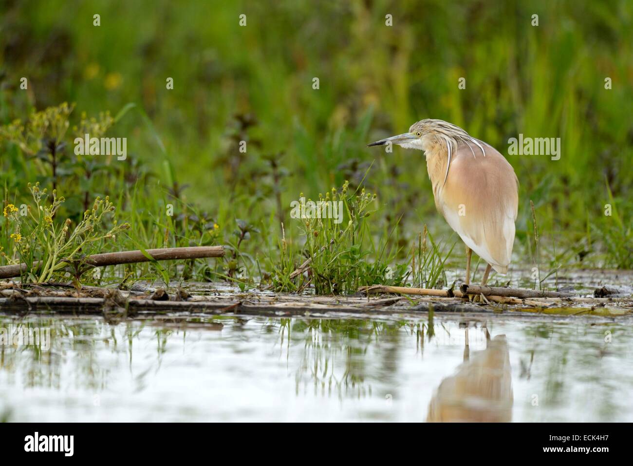Rumänien, Donau-Delta als Weltkulturerbe der UNESCO aufgeführt, wie (Ardeola Ralloides) auf der Suche nach Beute gelegen am Rande eines kleinen Kanals in einem Sumpf Stockfoto
