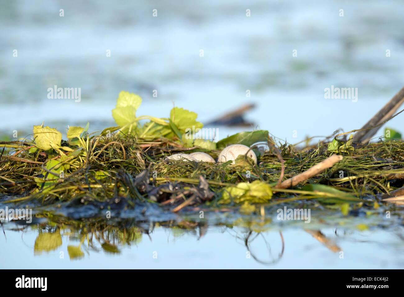 Rumänien, Donaudelta, Weltkulturerbe der UNESCO, schwimmende Nest des Red-necked Grebe (Podiceps Grisegena) nisten See Delta Stockfoto