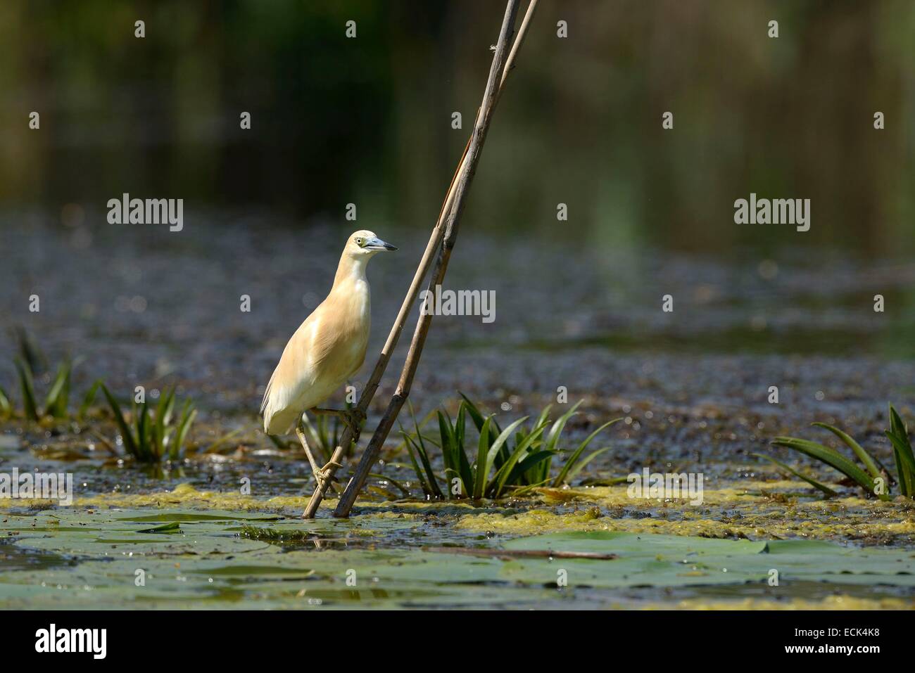 Rumänien, Donau-Delta als Weltkulturerbe der UNESCO aufgeführt, wie (Ardeola Ralloides) auf der Suche nach Beute gelegen am Rande eines kleinen Kanals in einem Sumpf Stockfoto