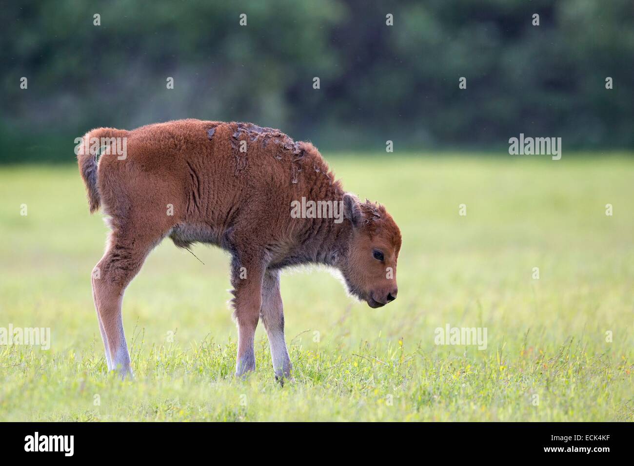 USA, Alaska, Anchorage, Alaska Wildlife Conservation Center, Holz Bisons (Bison Bison Athabascae), Kalbfleisch, gerade geboren Stockfoto
