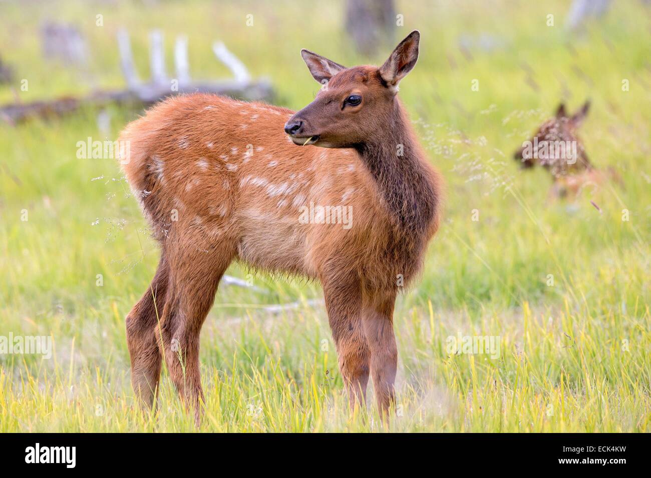 USA, Alaska, Anchorage, Alaska Wildlife Conservation Center, Elche oder Wapiti (Cervus Canadensis), junge Stockfoto