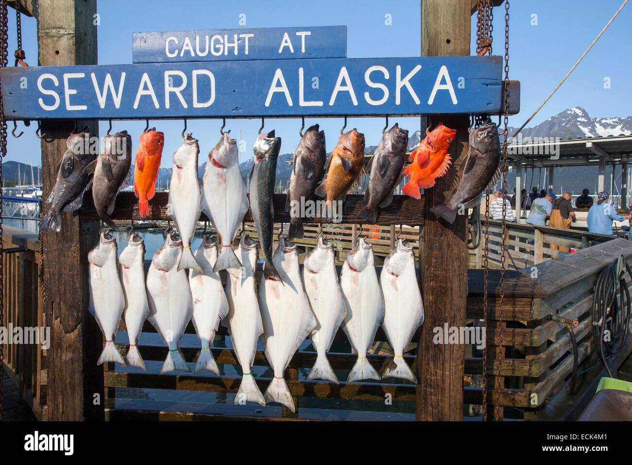 USA, Alaska, Kenai-Halbinsel, Seward, HarbourTable von Fischen und Fisch mit einem Gewicht am Hafen von Seward Stockfoto