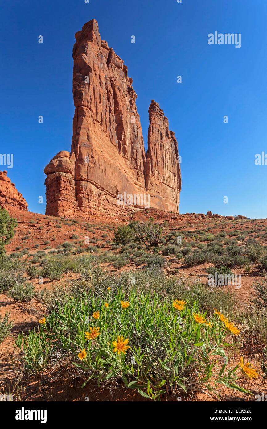 USA, Utah, Colorado Plateau, Arches-Nationalpark, Courthouse Towers, grobe Mule Ohren in voller Blüte und die Orgel Stockfoto