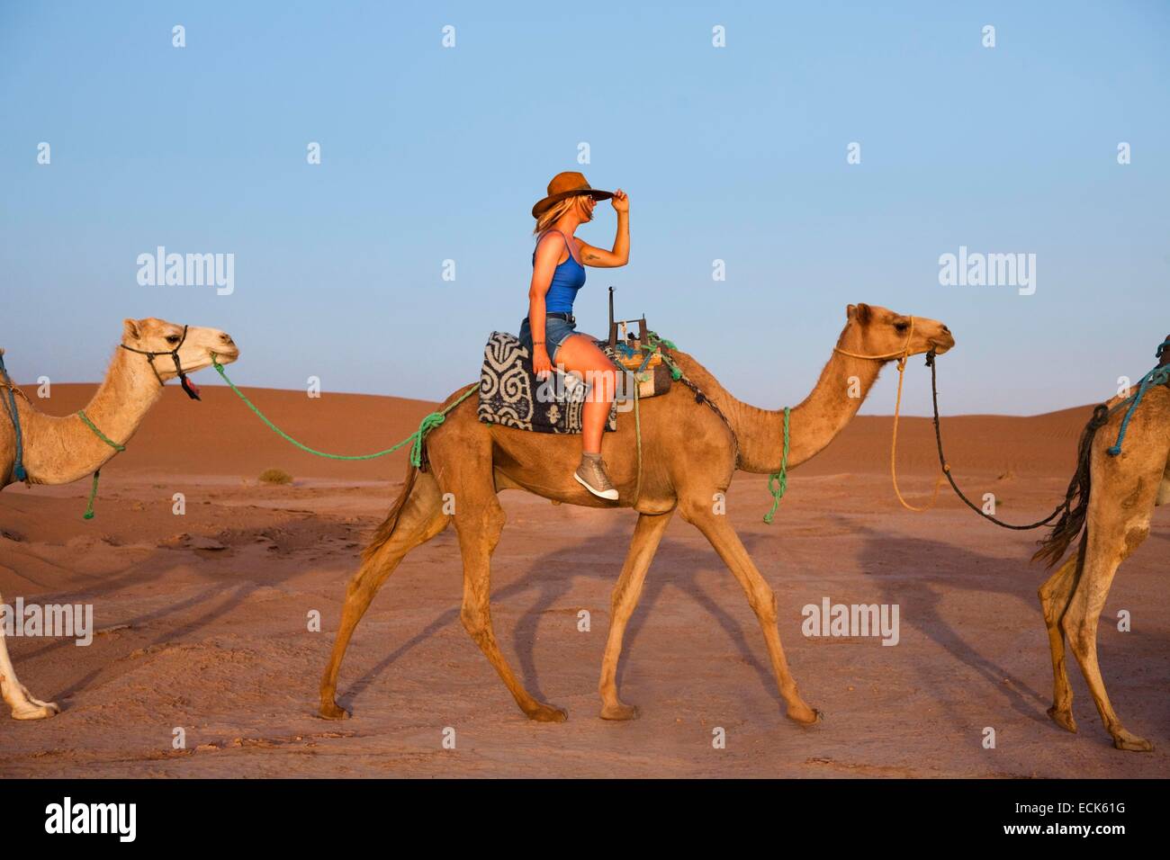 Marokko, großer Süden, Chigaga Dünen, Kamele und Dromedare, Expedition, geleitet von Tuareg Stockfoto