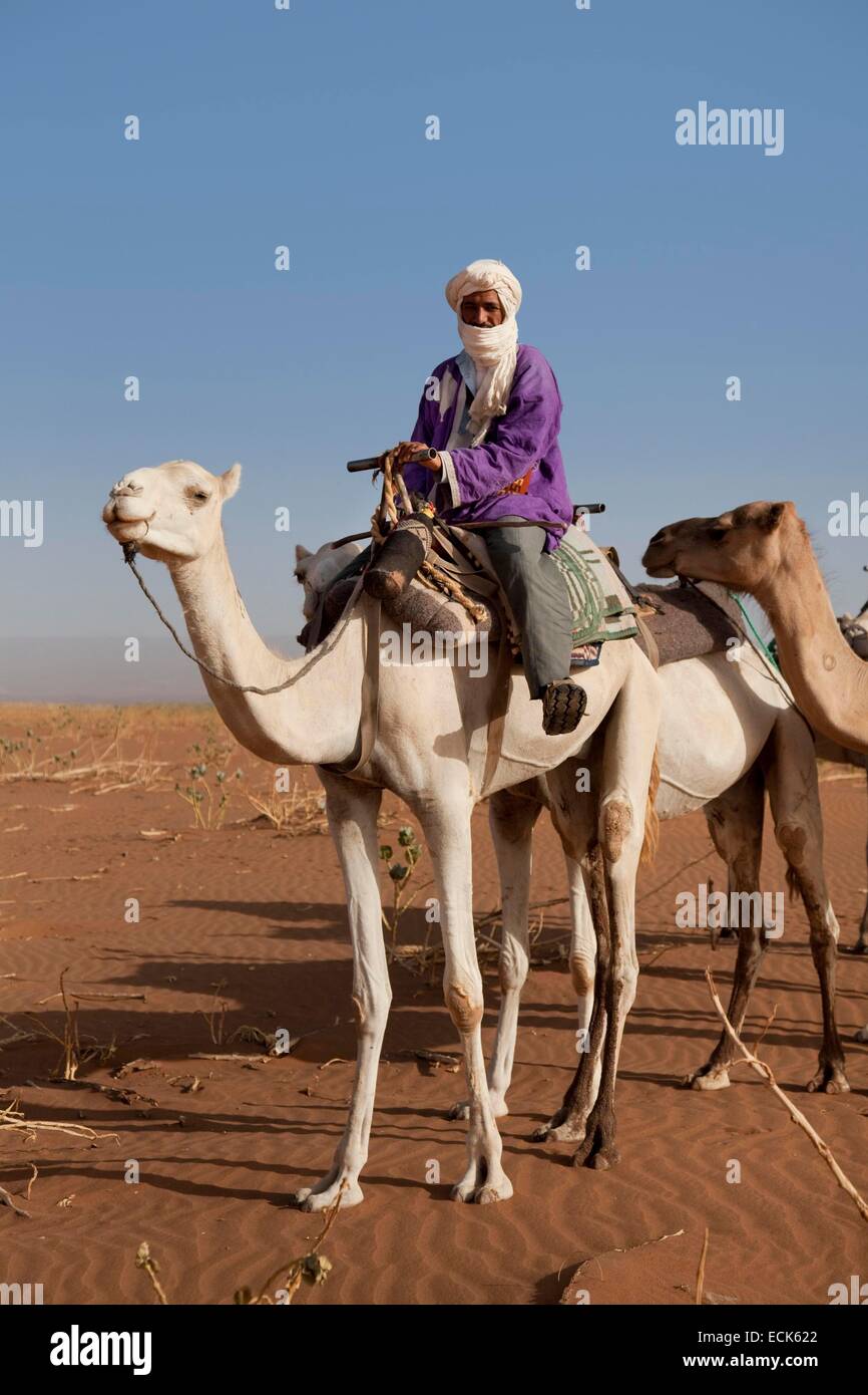 Marokko, großer Süden, Chigaga Dünen, Kamele und Dromedare, tuareg Stockfoto