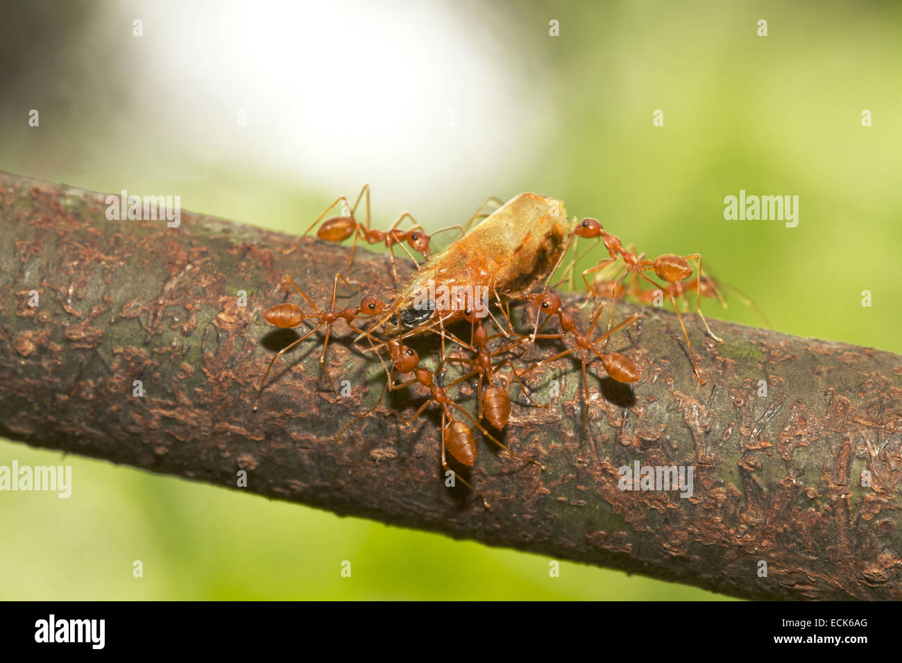 Asiatische Weberameisen manövrieren mit getrockneten Shrimps Kopf. Dies sind Fleischfresser Ameisen. Gattung Oecophylla Familie Ameisen Stockfoto