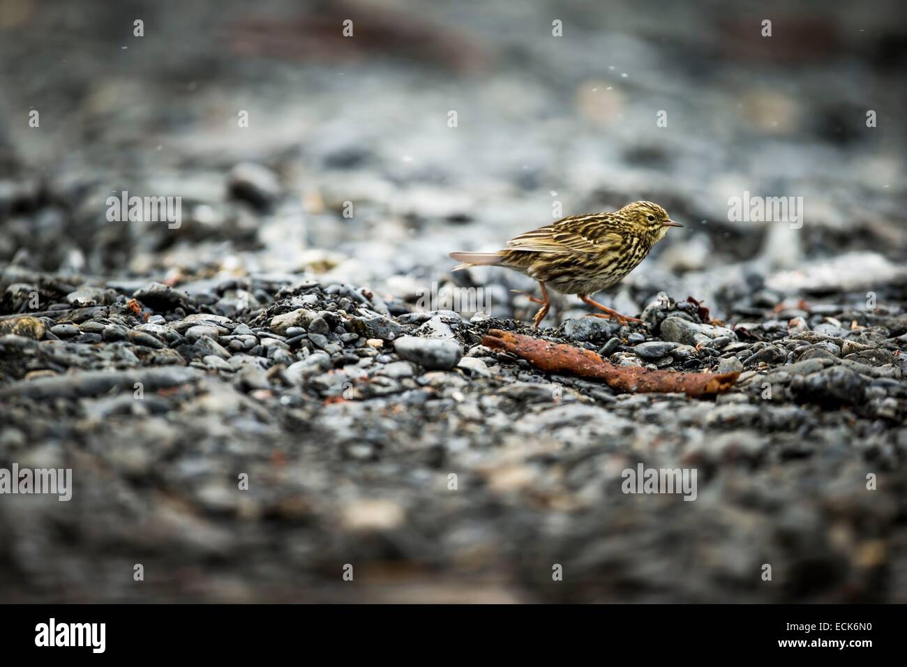 Süd-Atlantik, South Georgia Island, Antarktis Pieper (Anthus Antarcticus) Stockfoto