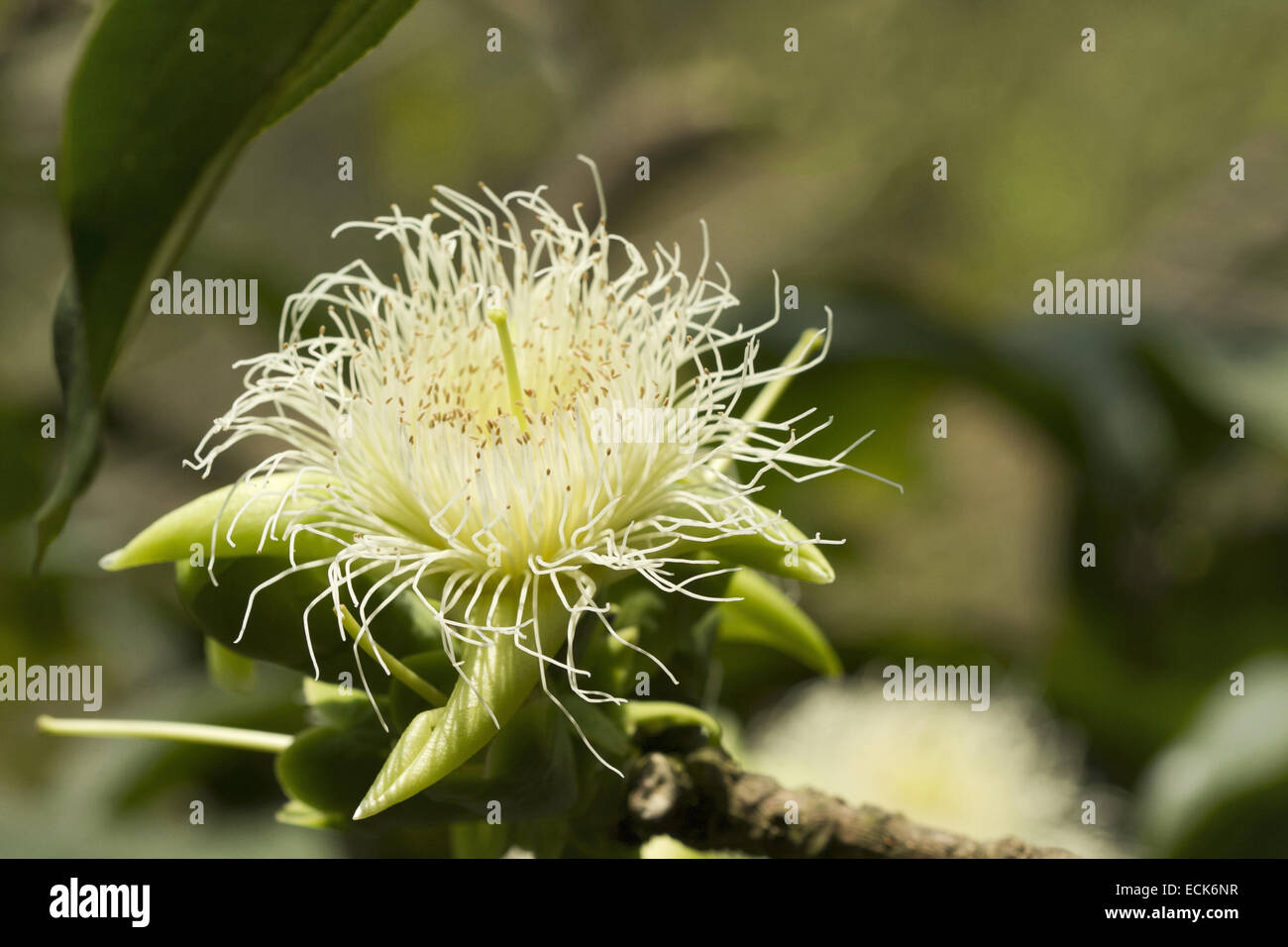 Blume des Baumes Arboreya Careya das lokal als "Kumbh" bekannt ist Stockfoto