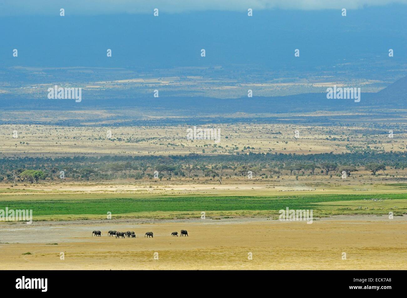 Kenia, Amboseli National Park, Familie der Elefanten (Loxodonta Africana) zu Fuß durch den Trockenrasen mit Kilimanjaro auf dem Hintergrund Stockfoto