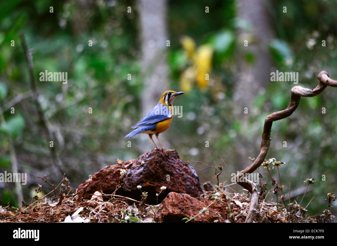 Die Orange Leitung Drossel (Geokichla Citrina), Indien. Stockfoto