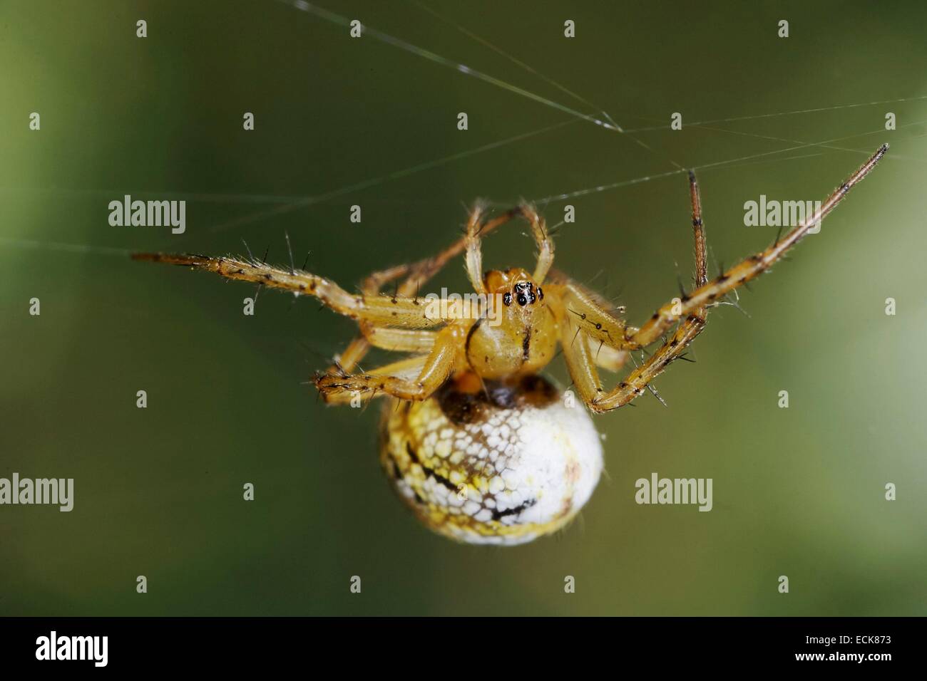 Frankreich, Araneae, Araneidae, Kricketschläger Orb Weaver (Mangora Fotocommunity) an einem seidenen Faden hängen Stockfoto