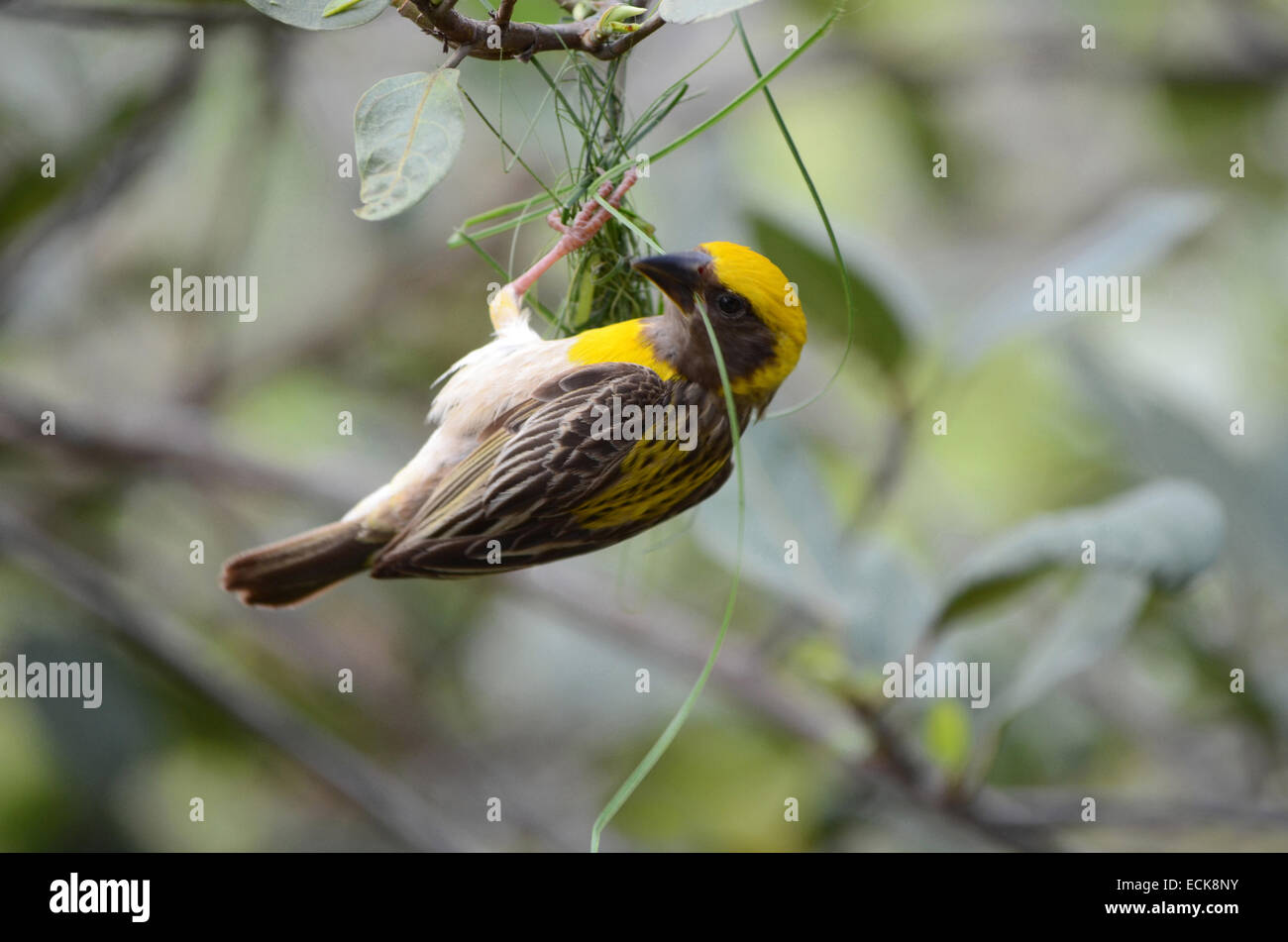 Baya Webervogel Nestbau, Maharashtra, Indien Stockfoto