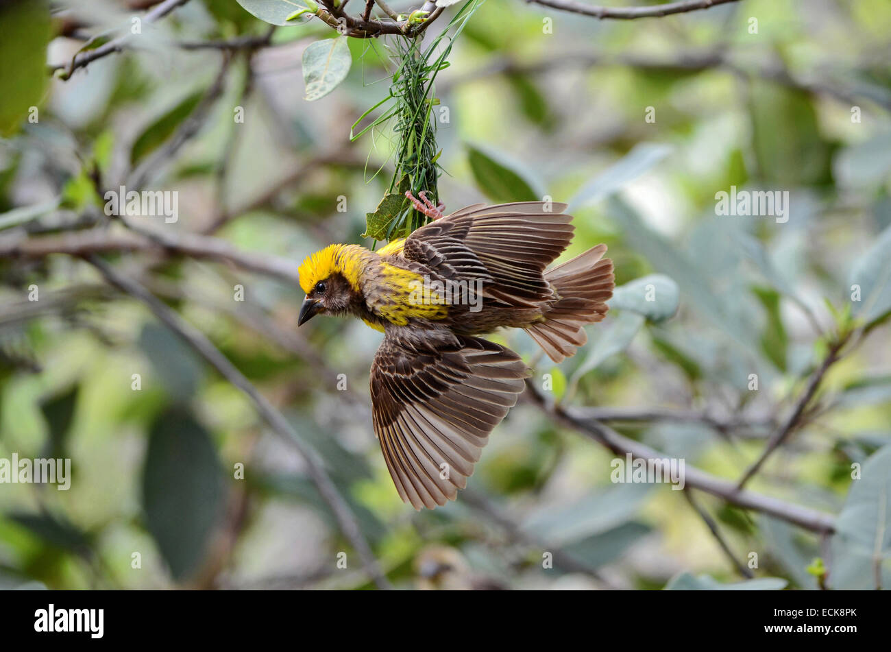 Baya Webervogel Nestbau, Maharashtra, Indien Stockfoto