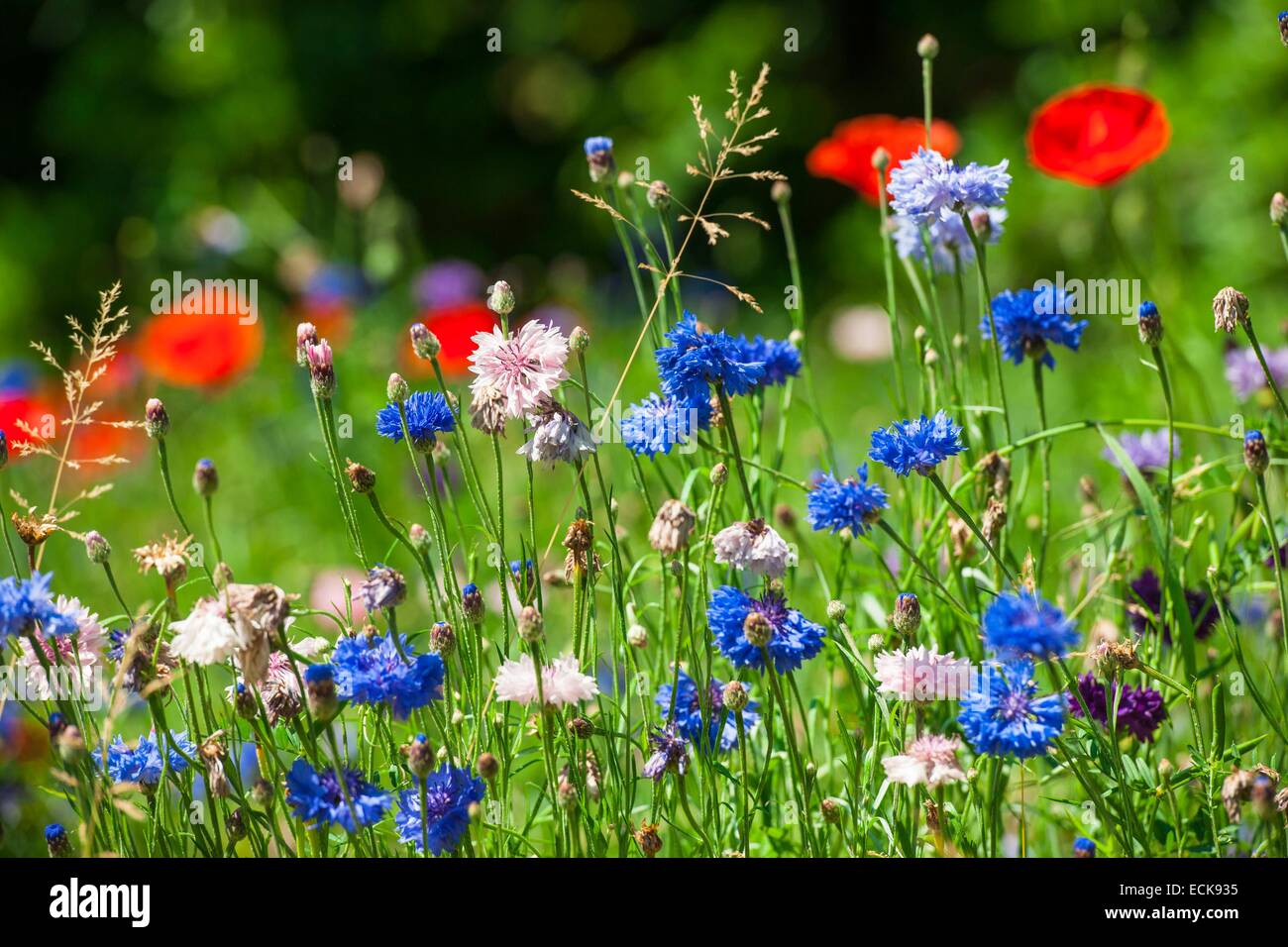 Frankreich, Isere, Grenoble, Kornblumen (Centaurea Cyanus) und Mohn (Papaver Rhoeas) Stockfoto