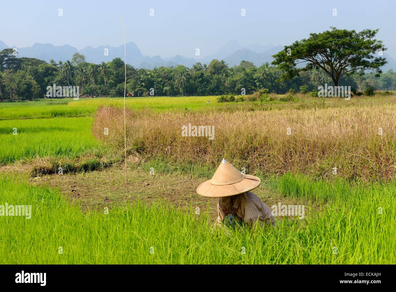Myanmar (Burma), Kayin (Karen) Staat, Hpa-An Umgebung, Landwirt, Reis in einem Reisfeld stechen Stockfoto