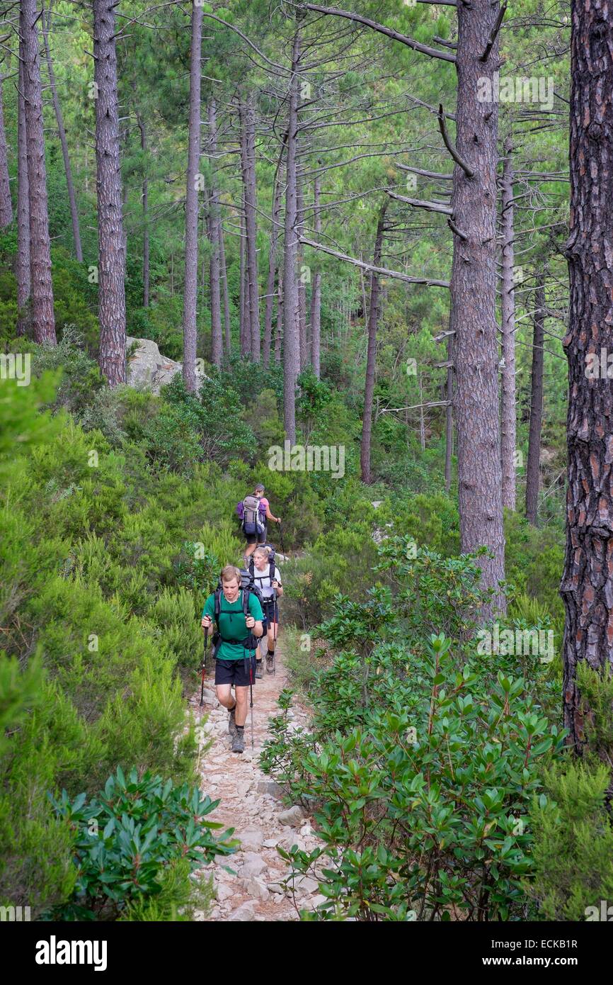 Frankreich, Corse du Sud, Wandern auf dem GR 20, zwischen Conca und ich Paliri Hütte, korsische Kiefernwald (Pinus Nigra var. Corsicana) Stockfoto