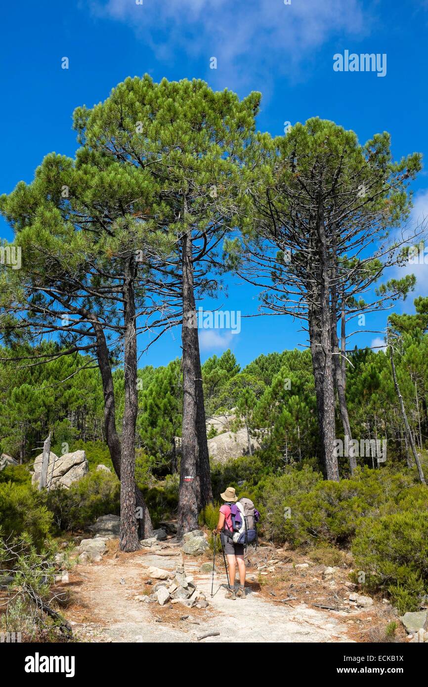 Frankreich, Corse du Sud, Wandern auf dem GR 20, zwischen Conca und ich Paliri Hütte Stockfoto