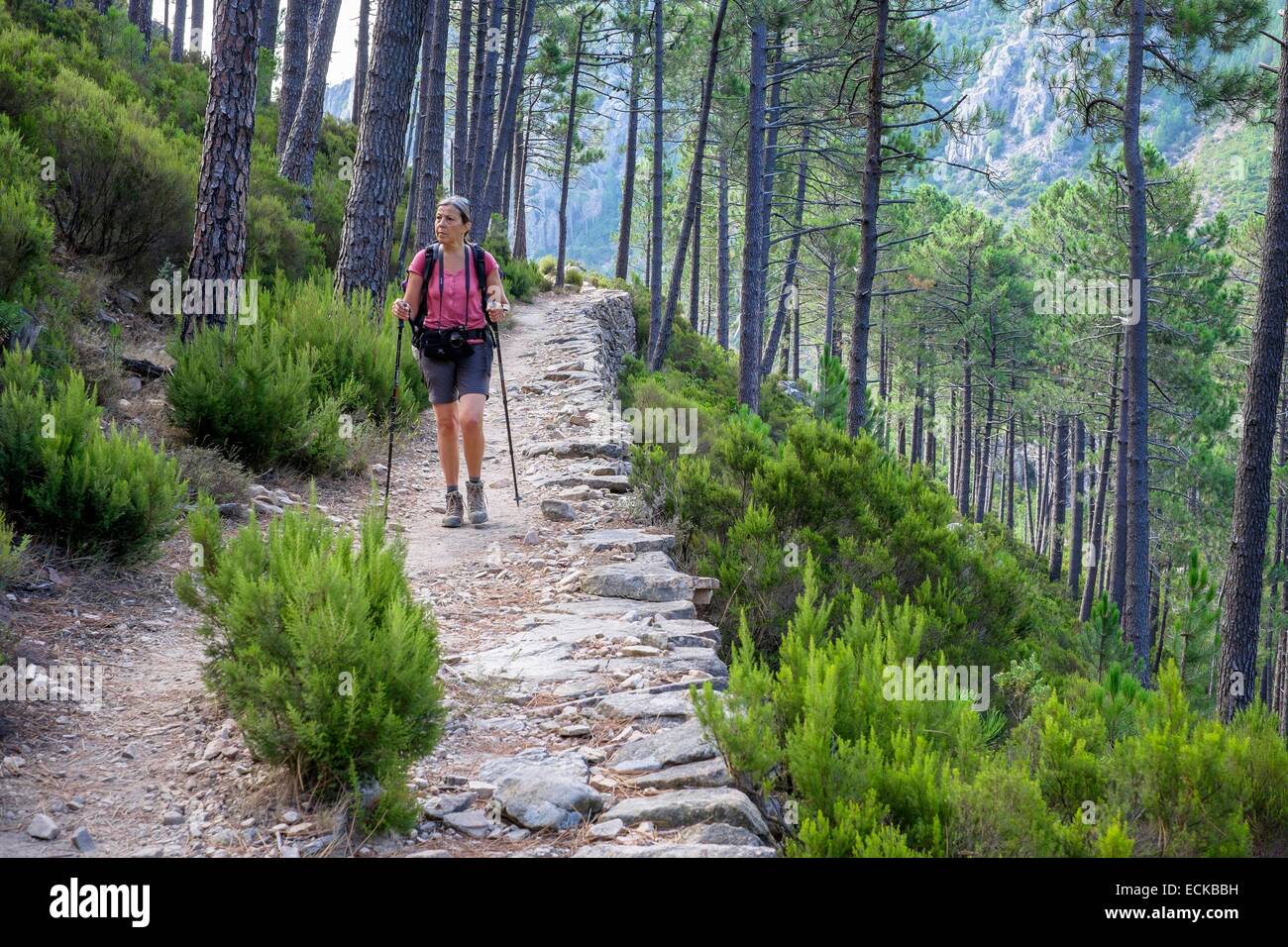 Frankreich, Corse du Sud, Wandern auf dem GR 20, zwischen Conca und ich Paliri Hütte, korsische Kiefernwald (Pinus Nigra var. Corsicana) Stockfoto