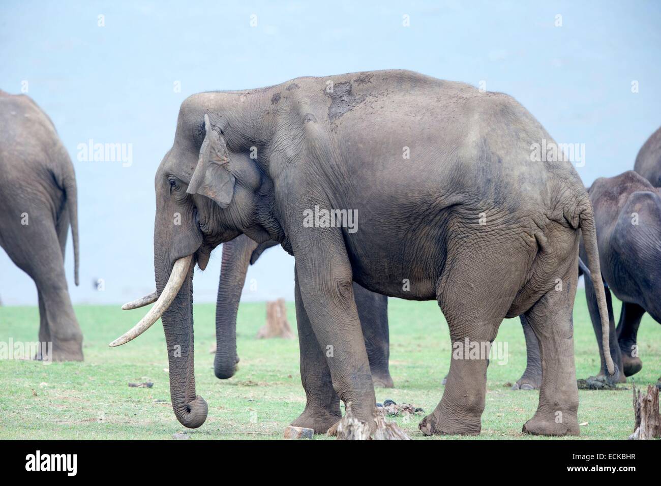 Indien, Bundesstaat Karnataka, Nagarhole Nationalpark, Tiger Reserve Kabini, asiatische oder asiatische Elefanten (Elephas Maximus) Stockfoto